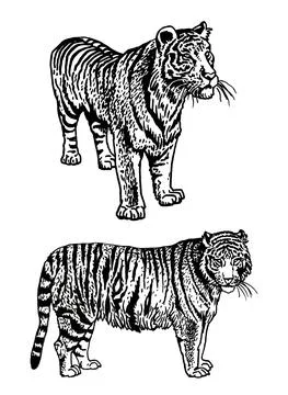 Graphical set of tigers isolated on white,vector illustration, elements Stock Illustration