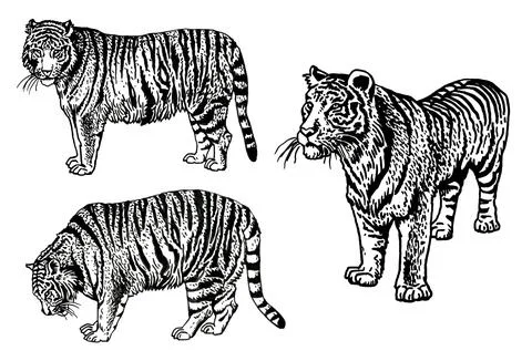 Graphical set of tigers isolated on white,vector illustration, elements Illustrazione stock