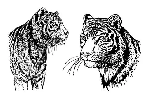 Graphical set of tigers isolated on white,vector illustration, elements Stock Illustration