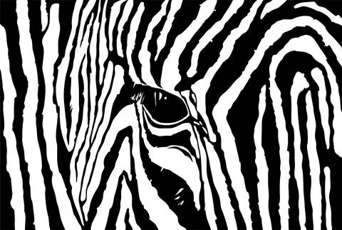 Graphical set of zebra isolated on white background, jumping striped African Stock Illustration