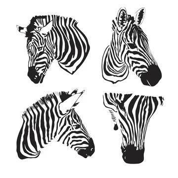 Graphical set of zebras head isolated on white background,vector hand-drawn Stock Illustration