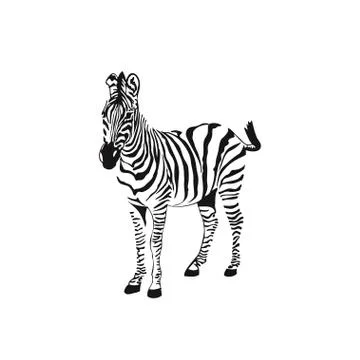 Graphical sketch zebra isolated on white background, vector illustration Stock Illustration