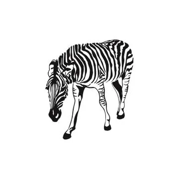 Graphical sketch zebra isolated on white background, vector illustration Stock Illustration