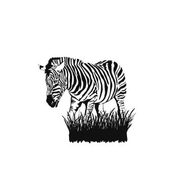 Graphical sketch Zebra stands in the grass isolated on white background, vect Stock Illustration