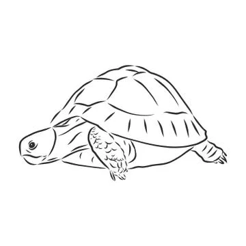 Graphical tortoise isolated on white background,vector illustration, tattoo a Stock Illustration