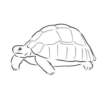 Graphical tortoise isolated on white background,vector illustration, tattoo a Illustrazione stock