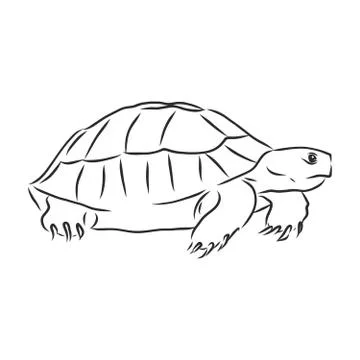 Graphical tortoise isolated on white background,vector illustration, tattoo a Stock Illustration