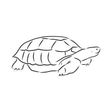 Graphical tortoise isolated on white background,vector illustration, tattoo a Stock Illustration