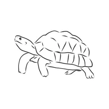 Graphical tortoise isolated on white background,vector illustration, tattoo a Stock Illustration