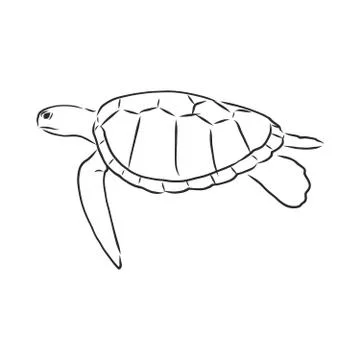 Graphical tortoise isolated on white background,vector illustration, tattoo a Stock Illustration