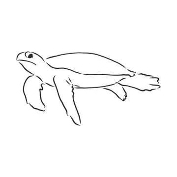 Graphical tortoise isolated on white background,vector illustration, tattoo a Stock Illustration