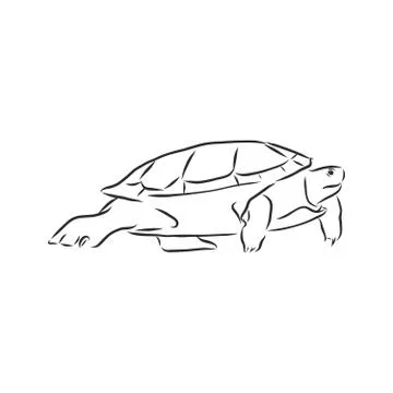 Graphical tortoise isolated on white background,vector illustration, tattoo a Stock Illustration