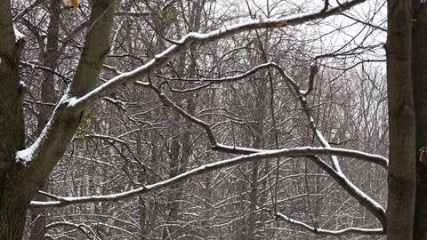 Graphics of branches on trees in winter, texture Stock Photos