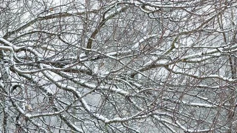 Graphics of branches on trees in winter, texture Foto stock