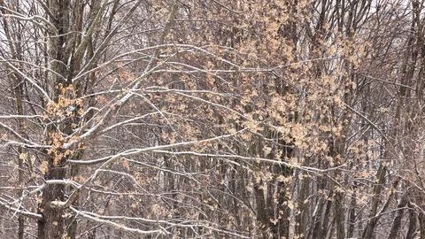 Graphics of branches on trees in winter, texture Foto stock