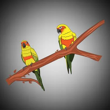 Graphics drawing Sun Conure Parrots on a branch of the tree vector Stock Illustration