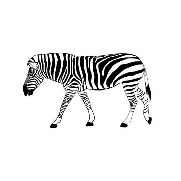 Graphics image animal zebra vector illustration isolated white Stock Illustration