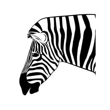 Graphics image drawing animal head of zebra vector illustration Stock Illustration