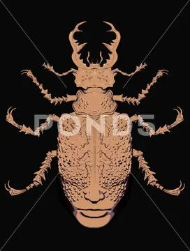 Graphics mysticism, insects, beetles Stock Illustration