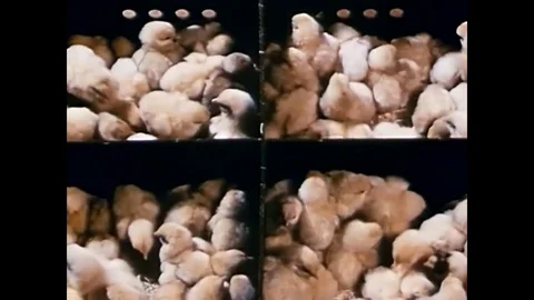Graphics showing poultry farming losses, farm management, chickens, eggs, Stock Footage