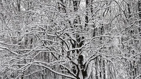 Graphics winter drawing of branches under snow Stock Photos