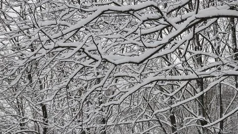 Graphics winter drawing of branches under snow Stock Photos