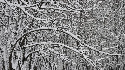 Graphics winter drawing of branches under snow Stock Photos