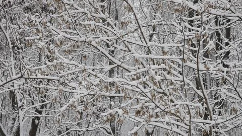 Graphics winter drawing of branches under snow Stock Photos