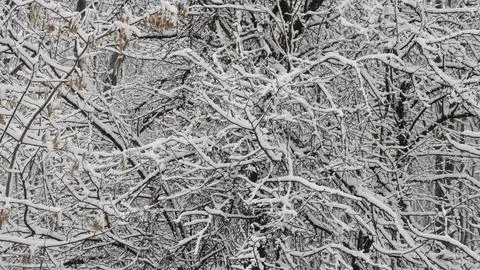 Graphics winter drawing of branches under snow Stock Photos