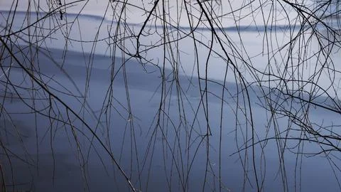 Graphics of winter tree branches, close-up Foto stock