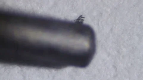 Graphite Pencil Making a Circle on White paper Extreme Close up Stock-Footage 64901692