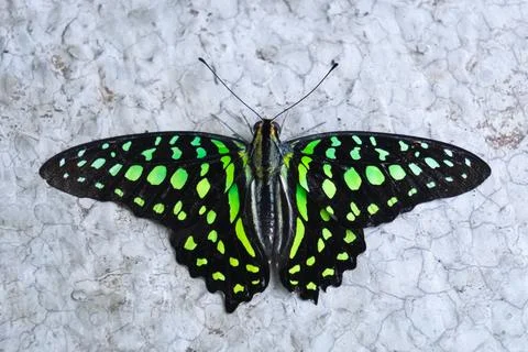 Graphium Agamemnon (Tailed jay) view. Beautiful green color and pattern. Stock Photos