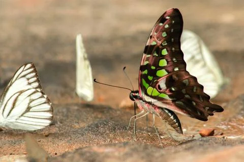 Graphium arycles Boisduval, Spotted Jay on stone floor Stock Photos