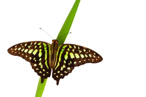 Graphium on grass Stock Photos