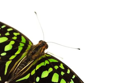 Graphium isolated Stock Photos