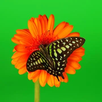 Graphium on orange gerber Stock Photos