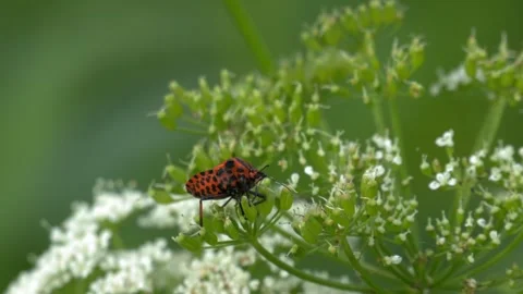 Graphosoma Lineatum Bug Crawling on Elderberry Flower - 4K Wildlife Slow Motion Stock Footage 336726130