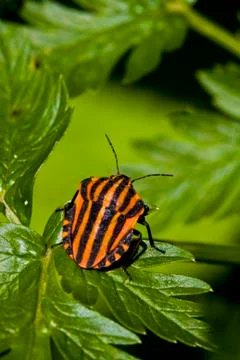 Graphosoma lineatum bug on green leaf Stock Photos