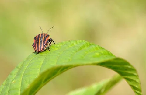 Graphosoma lineatum on leaf close view Stock Photos