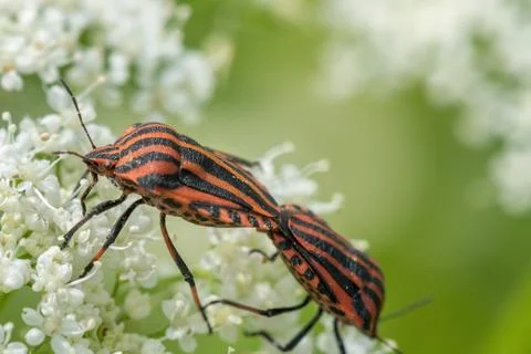 Graphosoma Lineatum mating. Shield bug, Macro. Shallow DOF. Stock Photos