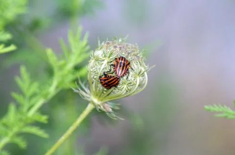 Graphosoma lineatum Stock Photos