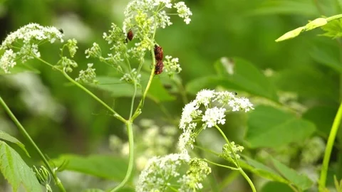 Graphosoma lineatum is shield bug in family Pentatomidae. Body is almost roun Stock Footage 208664363