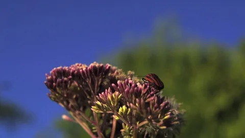 Graphosoma lineatum striped bug flying Ultra slow motion hispeed 2000fps. Video stock 93346367