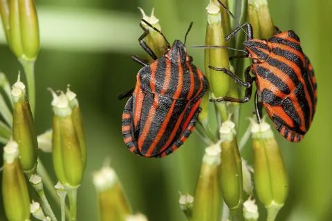 Graphosoma lineatum, striped bug, shield bug Stock Photos