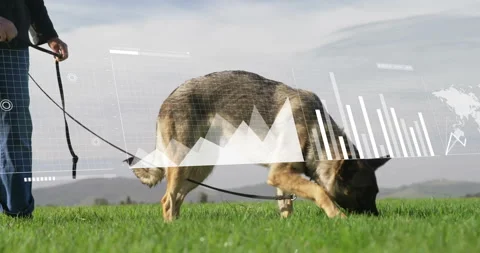 Graphs and data analysis animation over dog on leash sniffing grass 库存影片 304852041