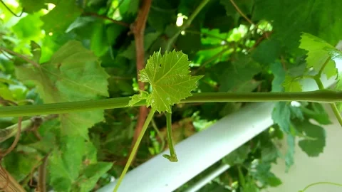 Graphs Plant Stock Footage 158430245