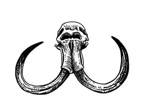 Grapical skull of mammoth isolated on white, paleontology Stock Illustration