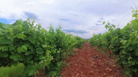 Grappes3 Stock Footage 160907191