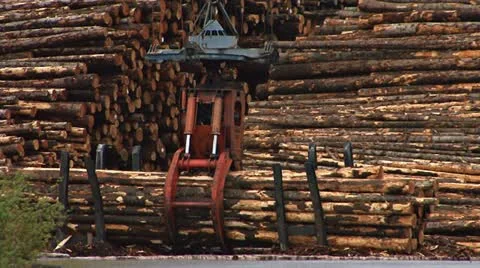 Grapple lifting clutch of logs in logging deck at mill Stock Footage 10992659