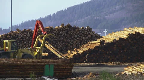 Grapple Loader and Yarder Working in Logging Deck Stock Footage 23278901